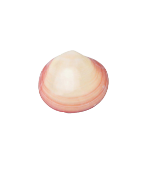 LavaShell Naturmuschel